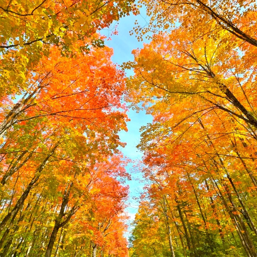 Meet your Posher, Lexi